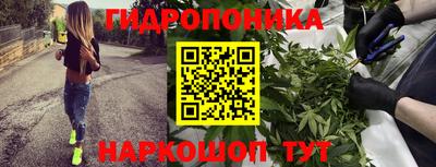 твердый Кингисепп